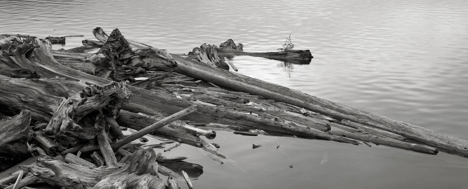 voda, Černý a bílý, monochromatické fotografování, strom, dřevo, naplavené dříví, černobílý, moře, stock photography
