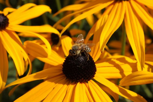 echinacea,flower,Bee,pollination