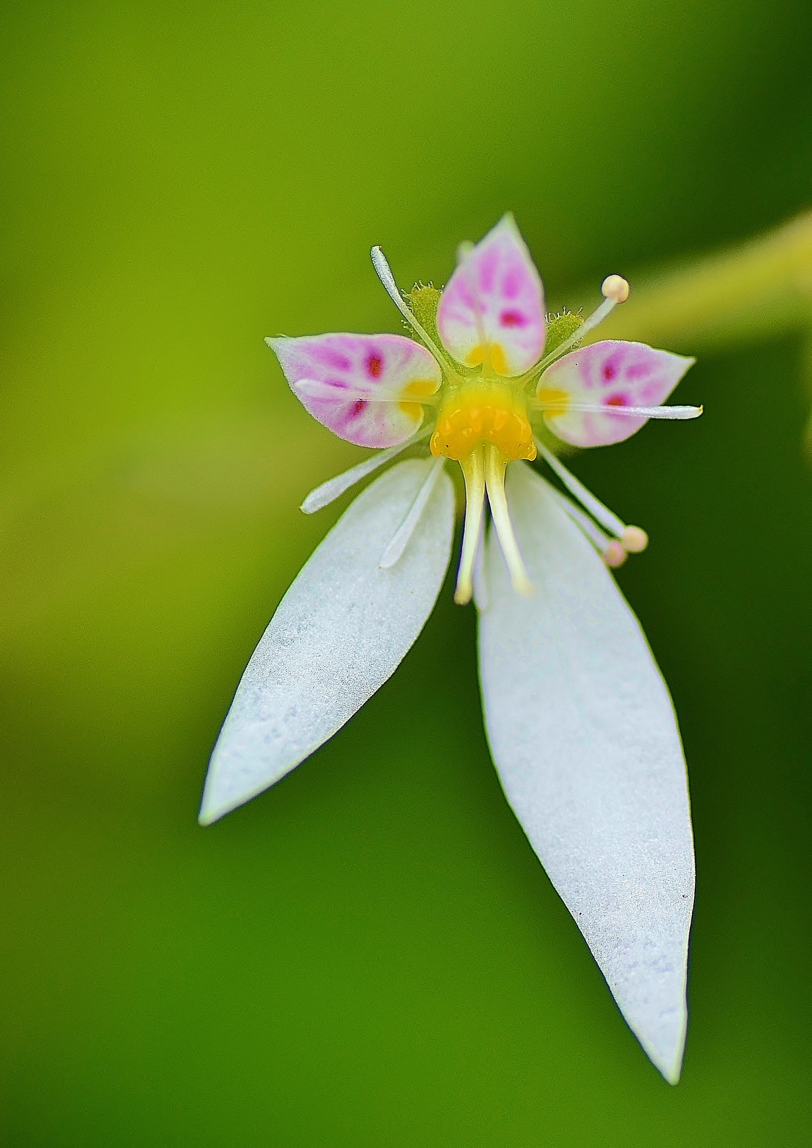 Japonsko, zahrada, Příroda, fotografování, zelená, žlutý, květ, list, květ, rostlina, kobe, flóra, okvětní lístek, divoká rostlina, botanika, suchozemská rostlina, kvetoucí rostlina, zblízka, makro fotografie
