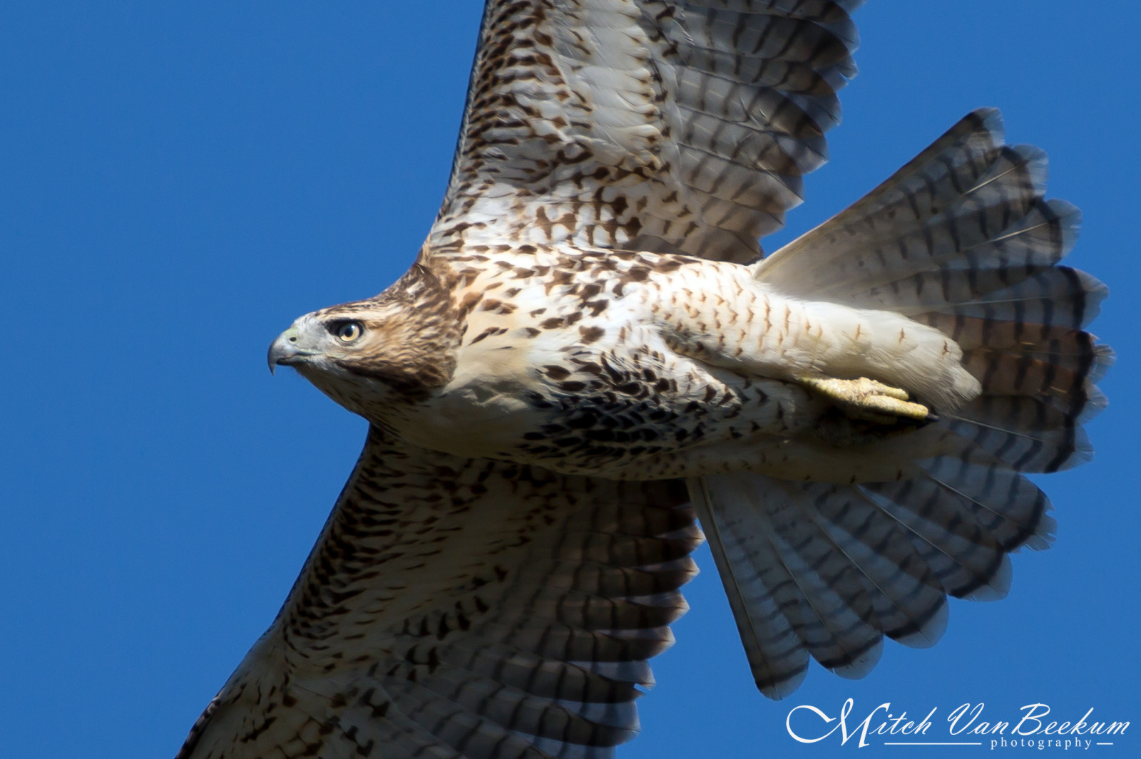 ocas, Červené, nebe, letící, Volně žijících živočichů, dravý pták, orel, zobák, Sokol, Let, Vysokohorský, pták, jestřáb, redtailedhawk, inflight, Pírko, buteojamaicensis, káně, křídlo, fauna, New Jersey, nj, canon5dmkiii, Accipitriformes, redtailed, mitchvanbeekum, canon14teleconvertermkiii, Chickenhawk, Statelinelookout, Canonef500mmf4is