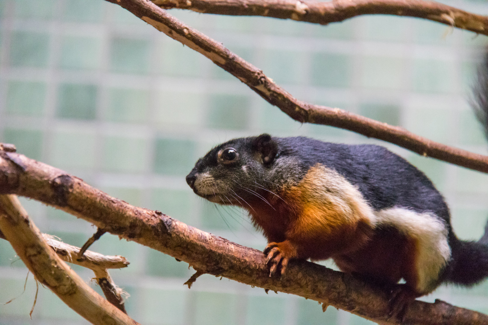 egern, afdeling, Tyskland, dyreliv, Zoo, whiskers, Berlin, gnaver, dyr, djur, tyskland, deutschland, zoologiske, berlinszoo, berlinzoo, zooberlin, Djurpark, asiantricoloredsquirrel, callosciurusprevostii, prevostssquirrel, ekorre, praktekorre, fauna, pattedyr, hvirveldyr, ny verden abe