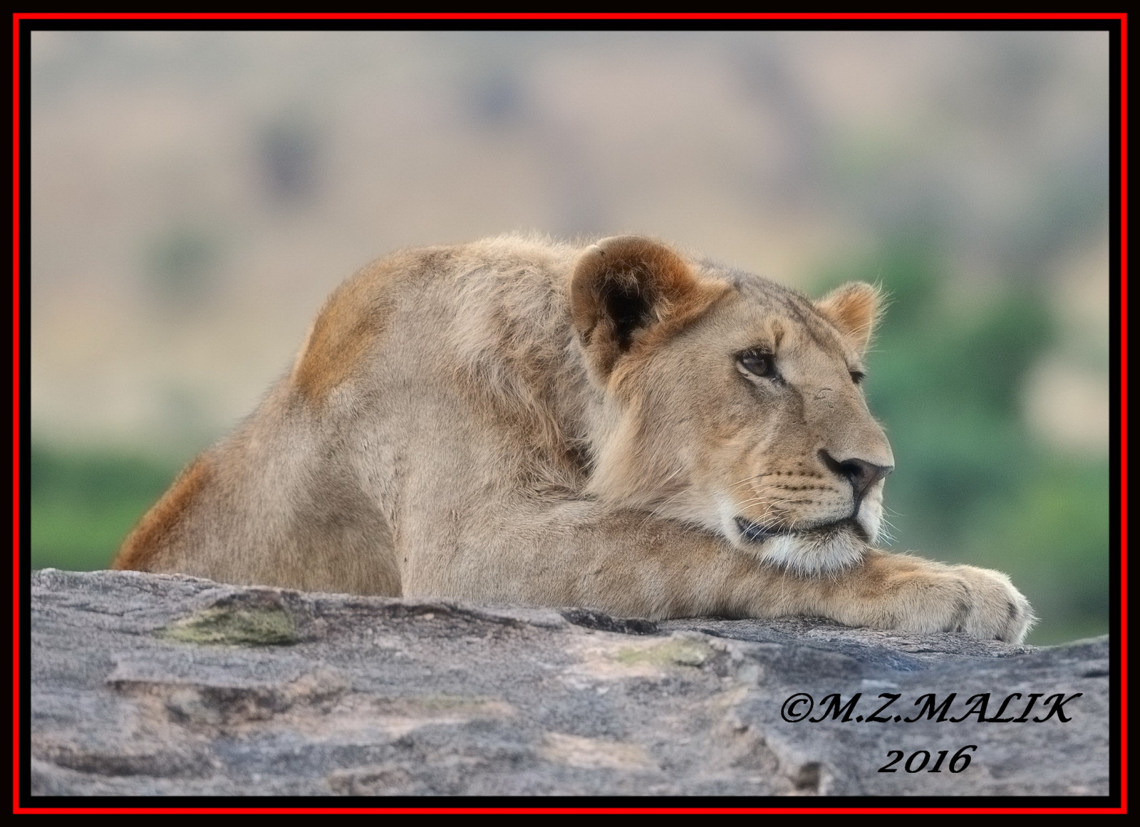 lev, Volně žijících živočichů, Afrika, Nikon, velké kočky, kníry, Keňa, Safari, ngc, fauna, savec, npc, flickrbigcats, kočka jako savci, čenich, Lev, carnivoran, organismus, masai lev, lvi, masaimara, D3x, 200400mm14afs, Exoticafricanwildlife, Keekoroklodge, Exoticafricancats, terrestrial animal