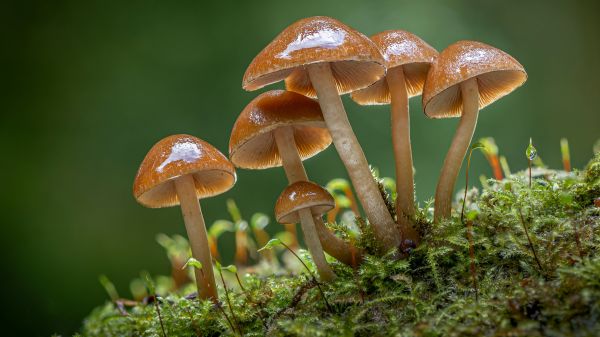 mushroom,nature,forest,moss,macro,depth of field