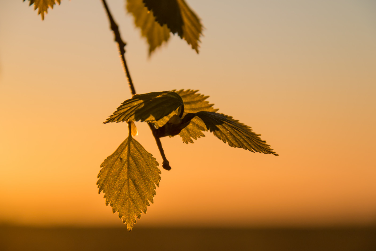 slunečnímu záření, západ slunce, Příroda, odraz, silueta, větev, svítání, žlutý, večer, ráno, pyl, soumrak, bříza, bj rk, strom, podzim, list, květ, svítání, rostlina, zlatá hodina, l v, s dersl tt, gyllenetimmen, křídlo, dřevina, makro fotografie, tráva rodina, arecales, savana