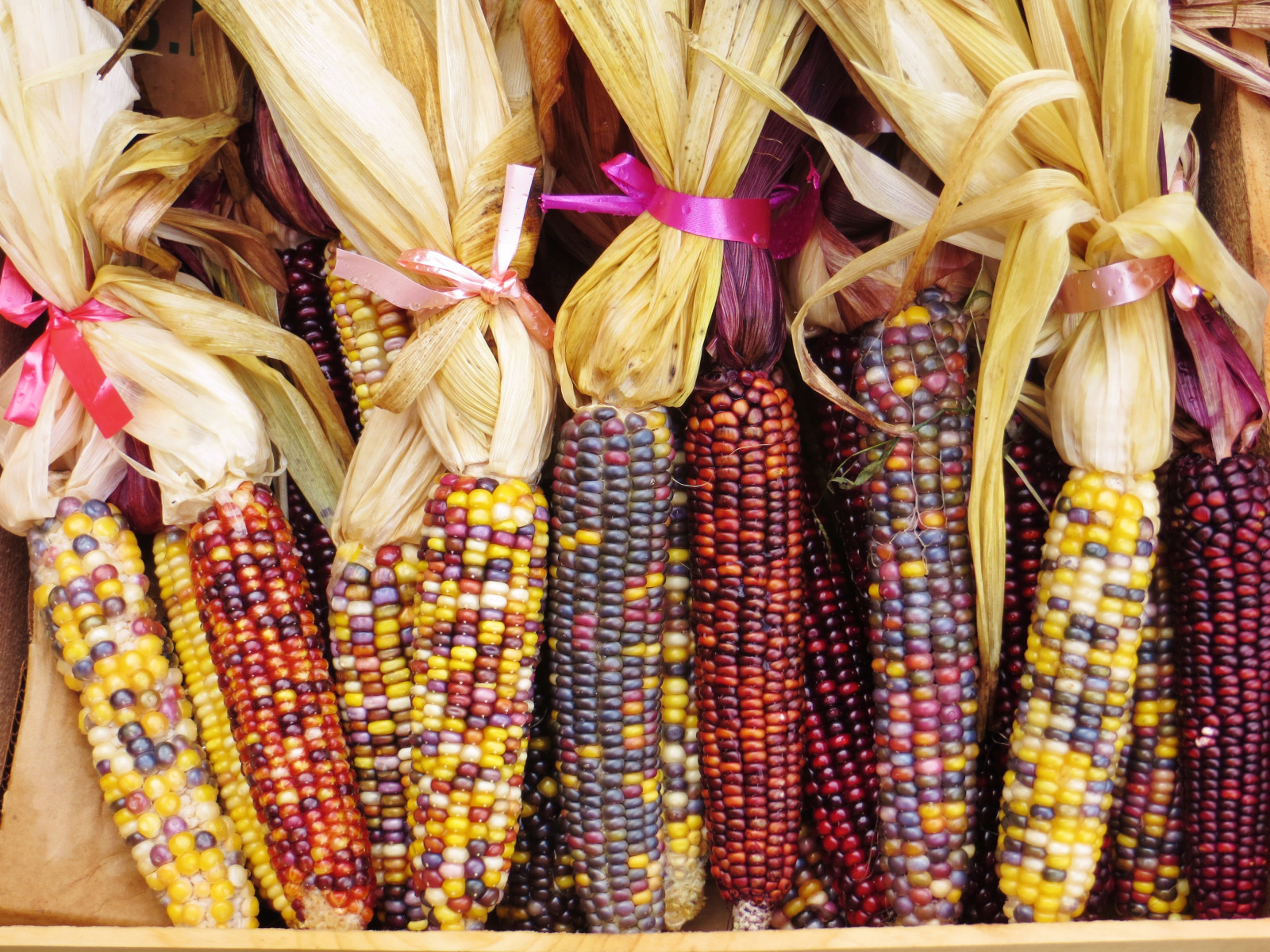 October Corn Wallpaper : nature, ribbon, october, gems, unique, fresh, beautiful ...