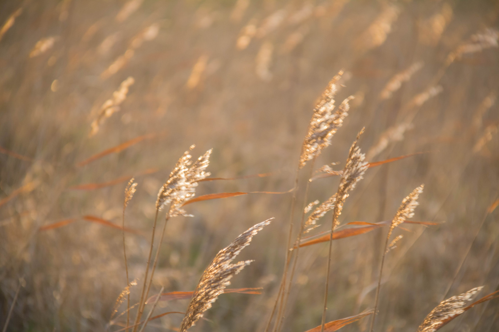 แสงแดด, อาหาร, ธรรมชาติ, การสะท้อน, หญ้า, ท้องฟ้า, ฟิลด์, สาขา, เช้า, น้ำค้างแข็ง, ข้าวสาลี, กก, เมฆ, พายุ, ฤดูใบไม้ร่วง, ใบไม้, สภาพอากาศ, ปลูก, v der, nybrostrand, vass, bl sigt, เกษตรกรรม, ทุ่งหญ้า, พืช, ดิน, พืชดอก, ใกล้ชิด, การถ่ายภาพมาโคร, ครอบครัวหญ้า, phragmites, อาหารเม็ด, สินค้าโภคภัณฑ์