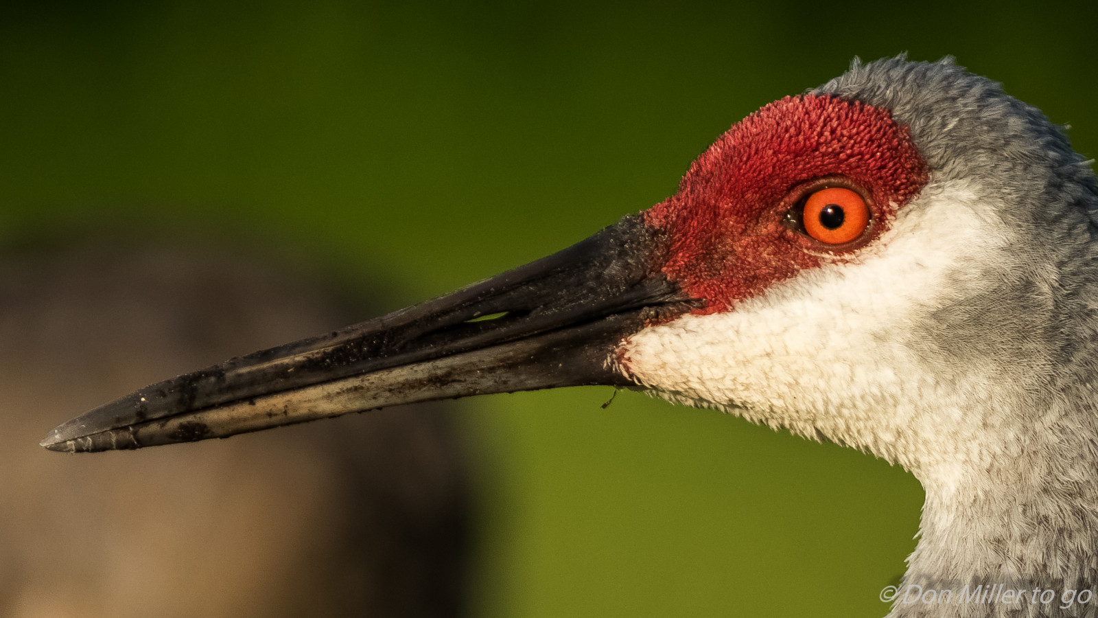 fugle, natur, udendørs, tæt på, dyreliv, næb, Florida, stork, fugl, Fuglekiggeri, venicerookery, rookery, D5500, sandhillcrane, vinge, fauna, hvirveldyr, tæt på, makrofotografering, vand fugl, ciconiiformes