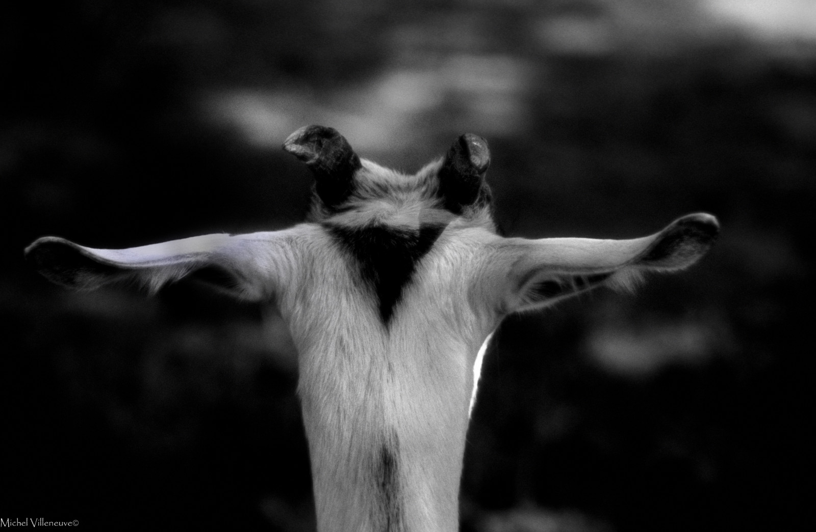 Černá, černobílý, Příroda, fotografování, trojúhelník, Volně žijících živočichů, Kanada, Nikon, kozy, Quebec, 100, zvíře, de, koza, film, tma, argentique, nikkorlens, objectif, Černý a bílý, monochromatické fotografování, čenich, skluzavka, nikonpassion, diapozitiv, michelvilleneuve, michelphoto53, lacauxsables, m kinac, Mauricie, mvp53, michelvilleneuve53, mvphotonature, objectif100nature, nikoniste, objectifnikkor, avifaune, avifaunedem kinac, Černý pátek, chevre, Jmenování, stock photography