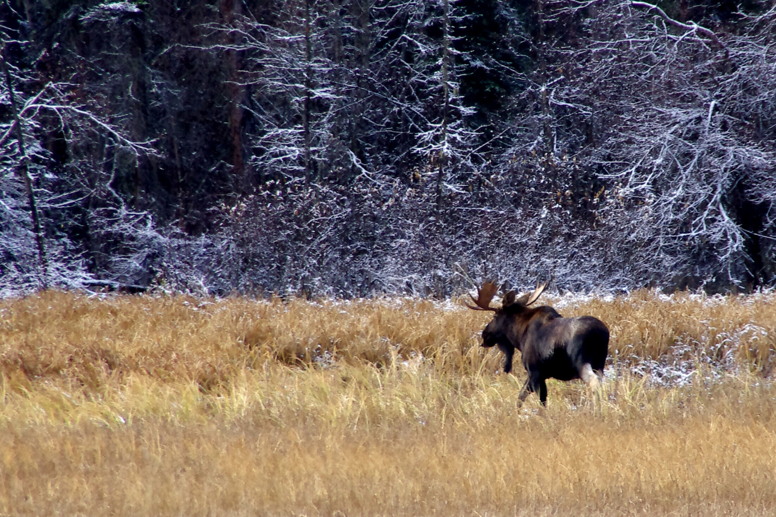 stromy, les, tráva, sníh, pole, růžky, mráz, Volně žijících živočichů, Kanada, národní park, divočina, Los, Býk, strom, zvíře, před naším letopočtem, fauna, zálesí, Britská Kolumbie, skály, tráva rodina, dobytek, jako je savec, křoviny, pentaxkr, Národní park Jasper, sigma18250mm, Mountrobsonprovincialpark, plant community