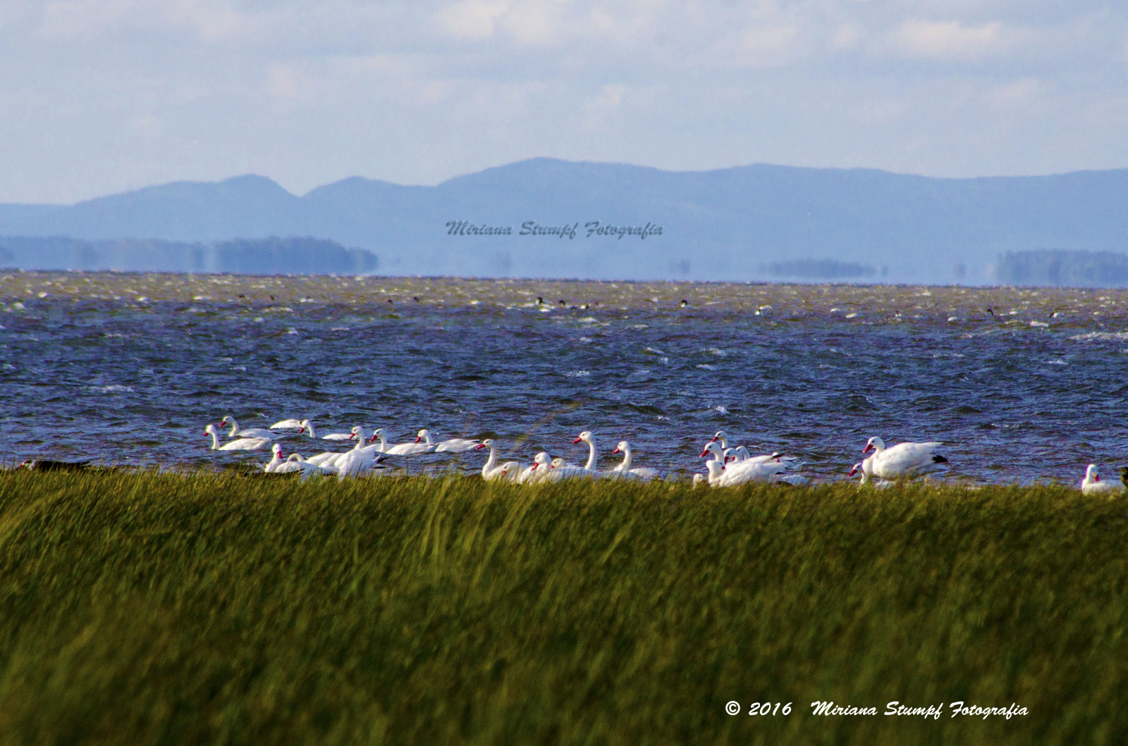 ธรรมชาติ, natureza, Ave, Passaro, นก, selvagem, vidaselvagem, Pato, Marreco, เป็ด, ceu, ท้องฟ้า, nuvem, เมฆ, Montanha, ใหญ่, ลากูน่า, lagunaderocha, lago, lagoa, ทะเลสาบ, uruguai, อากัว, น้ำ