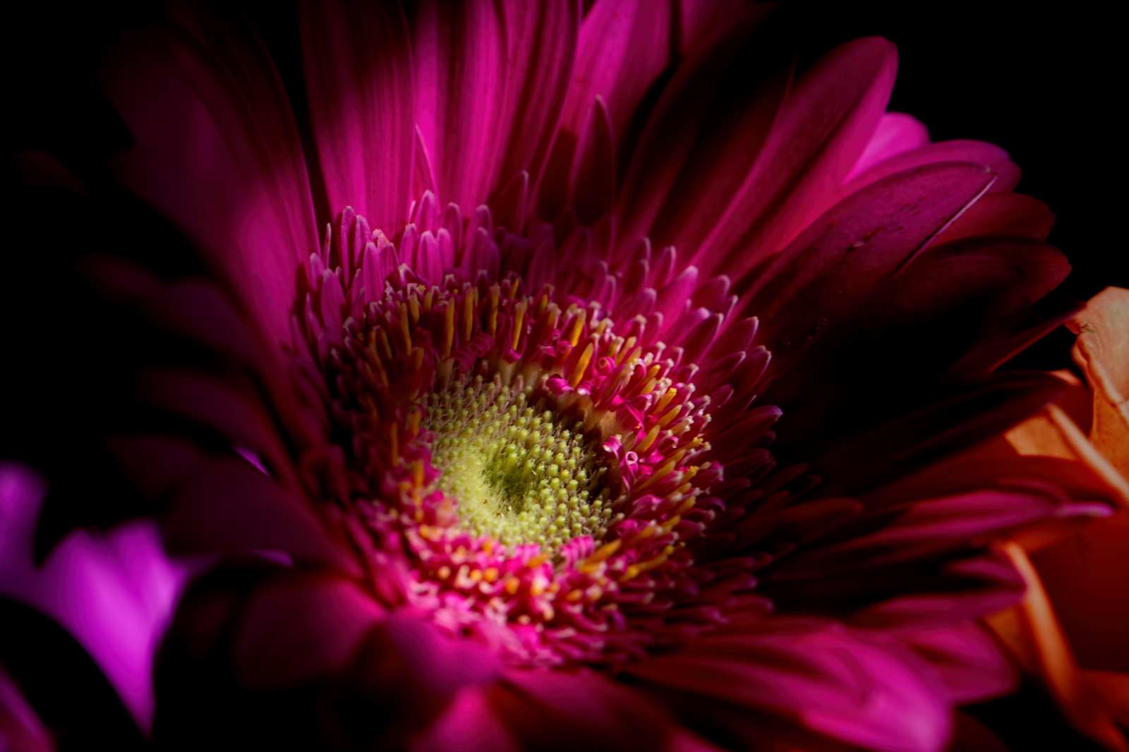 Wallpaper : black, winter, purple, closeup, yellow, orange, pollen