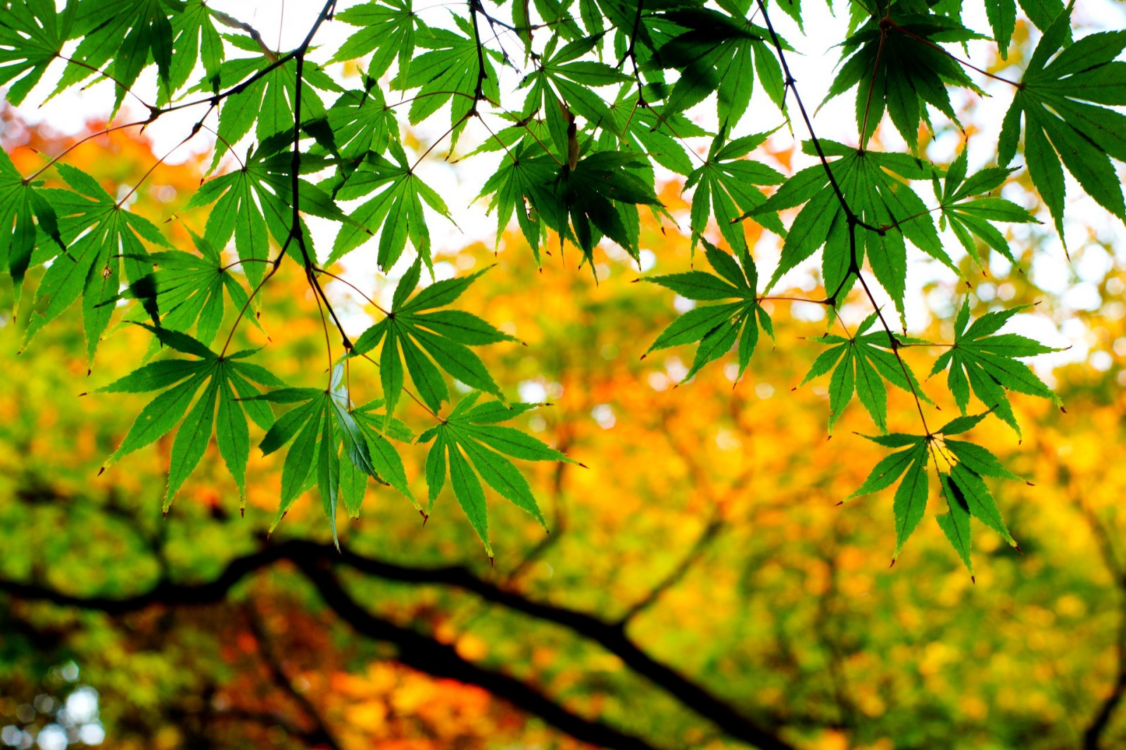 slunečnímu záření, les, listy, Příroda, rostliny, větev, zelená, džungle, deštný prales, strom, podzim, list, květ, rostlina, flóra, vegetace, místo výskytu, přírodní prostředí, botanika, suchozemská rostlina, kvetoucí rostlina, dřevina, keř, opadavý, javor