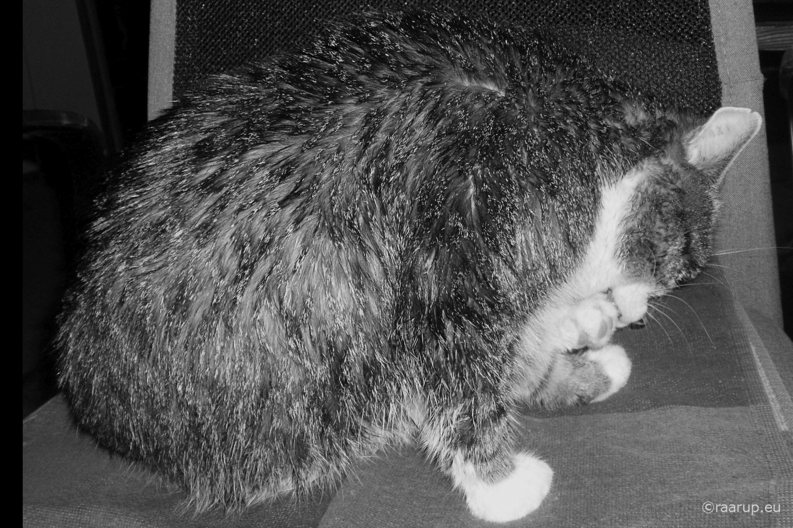 kočky, mokrý, koupel, ženich, Bastian, mixedbreed, domesticshorthair, Olympus, omdem5, Dánsko, zvíře, domácí zvíře, kočka, krytý, happycaturday