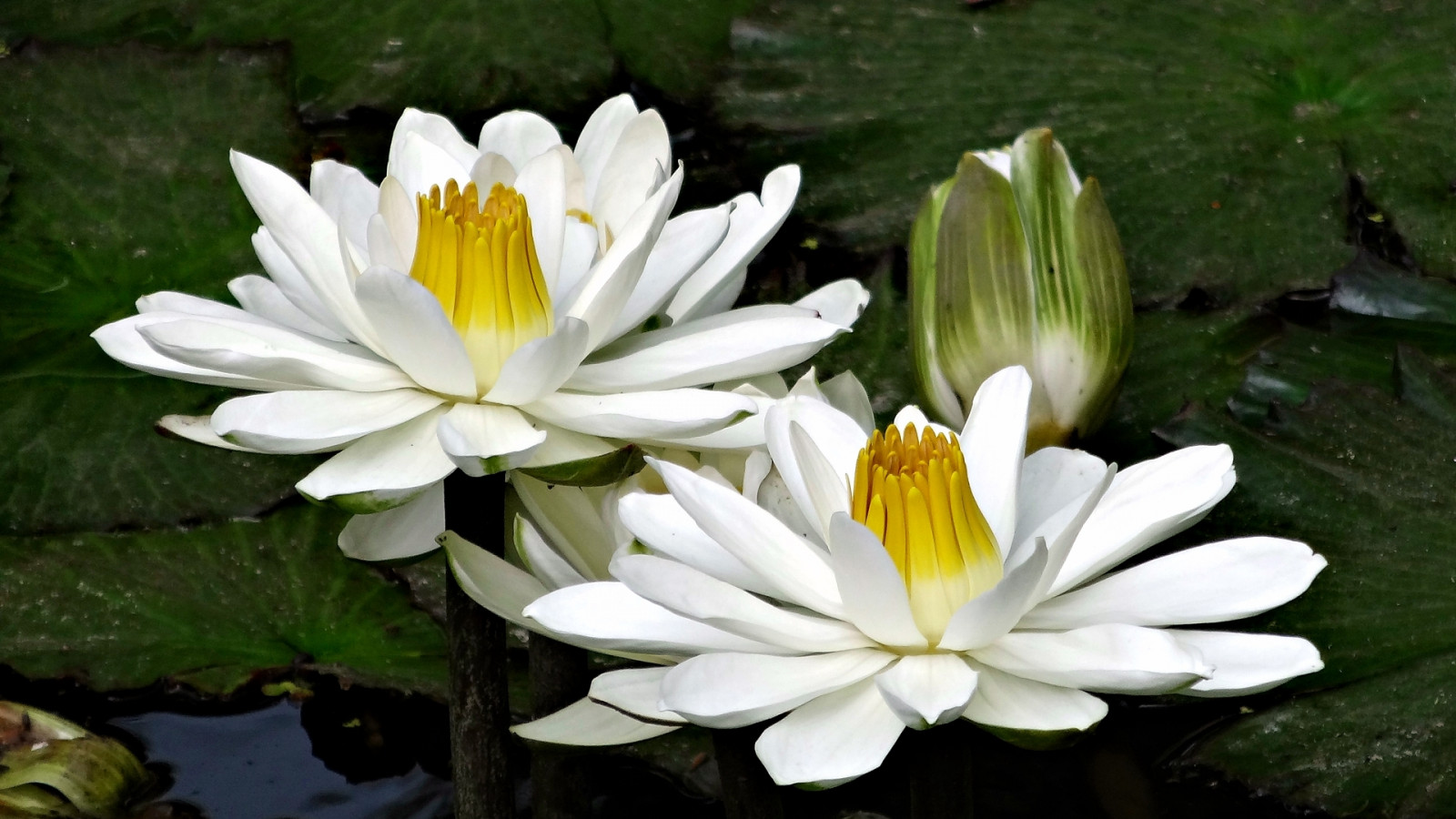 1920x1080 px, zelená, jezero, makro, Příroda, voda, bílý