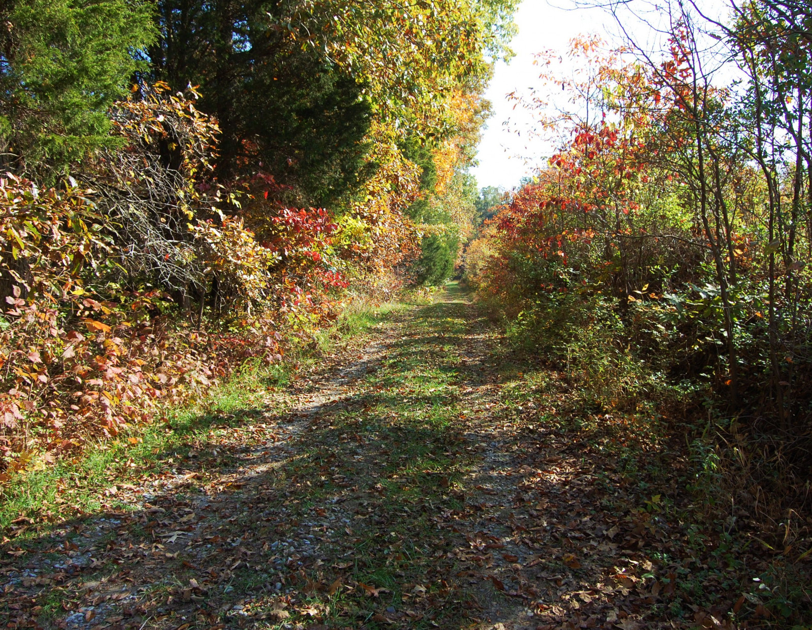 silnice, podzim, autumnfoliage, stromy, zelené listy, Spojené státy americké, slunečnímu záření, zelená, podzim, Příroda, Krásná, krása, venkovský, krajina, venku, krajiny, venkov, Illinois, Nikon, mír, availablelight, fallcolors, klidný, klid, atmosféra, naturallight, uklidnit, podzimní listí, autumncolors, fallfoliage, Klid, klidný, inspirativní, rozjímavý, klidný, bestpicture, odloučený, naturalcolors, ruralamerica, serenitynow, BestPic, ruralroad, roadlesstraveled, bestphoto, colorfulleaves, Ruralscenery, naturalcolor, Stromy, Greenfoliage, rurallandscape, Sluneční paprsky, Perfectpic, Sunlightandshade, Ruralpic