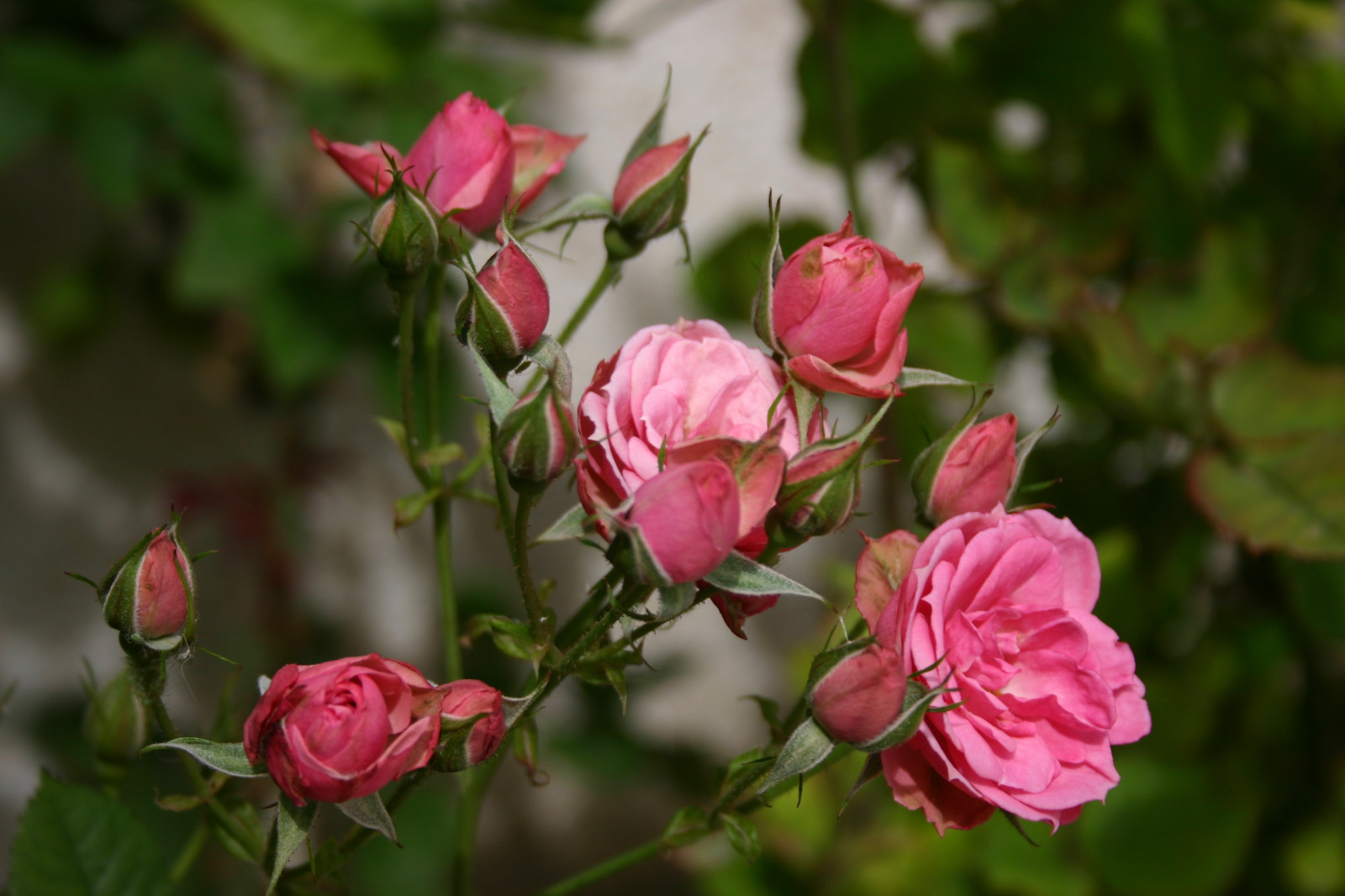 fiori, rosa, fiorire, rosa, fiore, pianta, flora, Rose, petalo, gemme, botanica, impianto di terra, pianta fiorita, arbusto, rose da giardino, famiglia di rosa, ordine di rosa, floribunda, Rosa centifolia, Rosa rubiginosa, Rosa wichuraiana