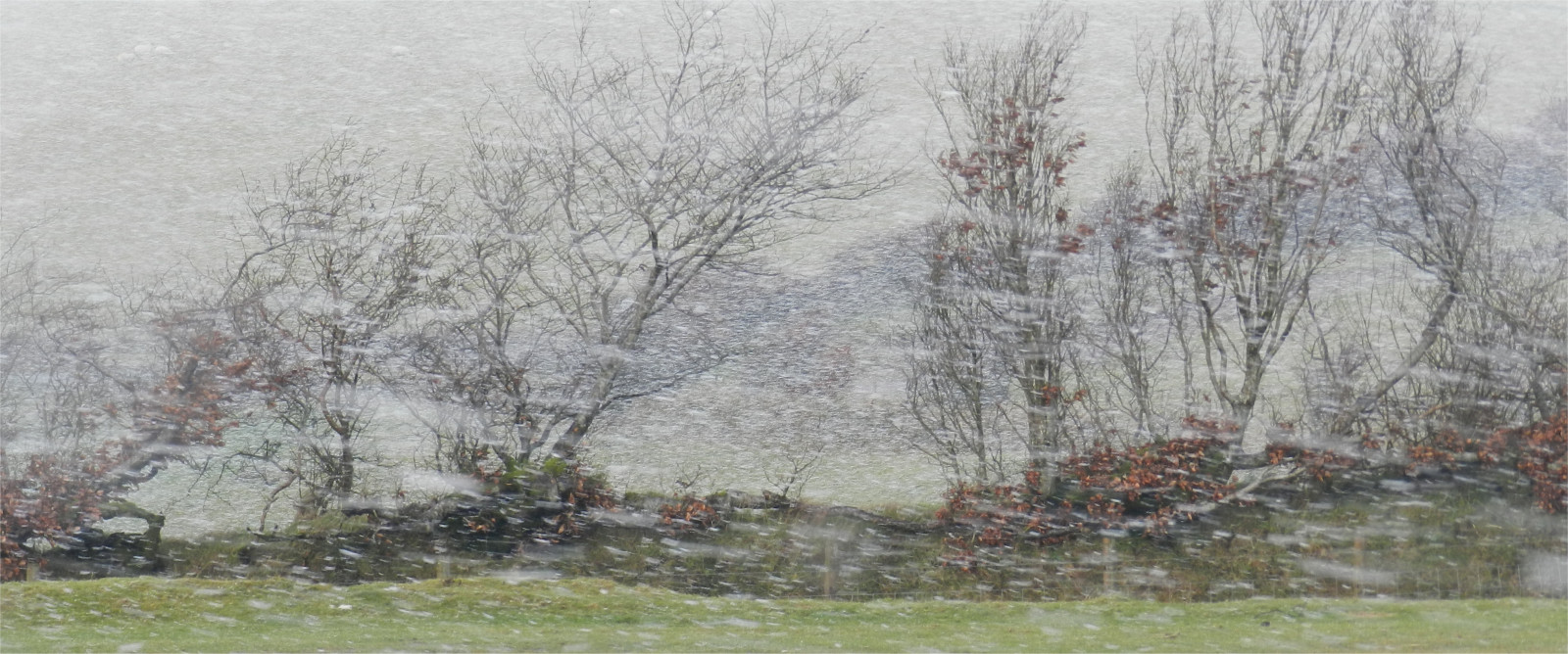 Wallpaper winter, tree, painting, Freezing, frost, branch, rain and