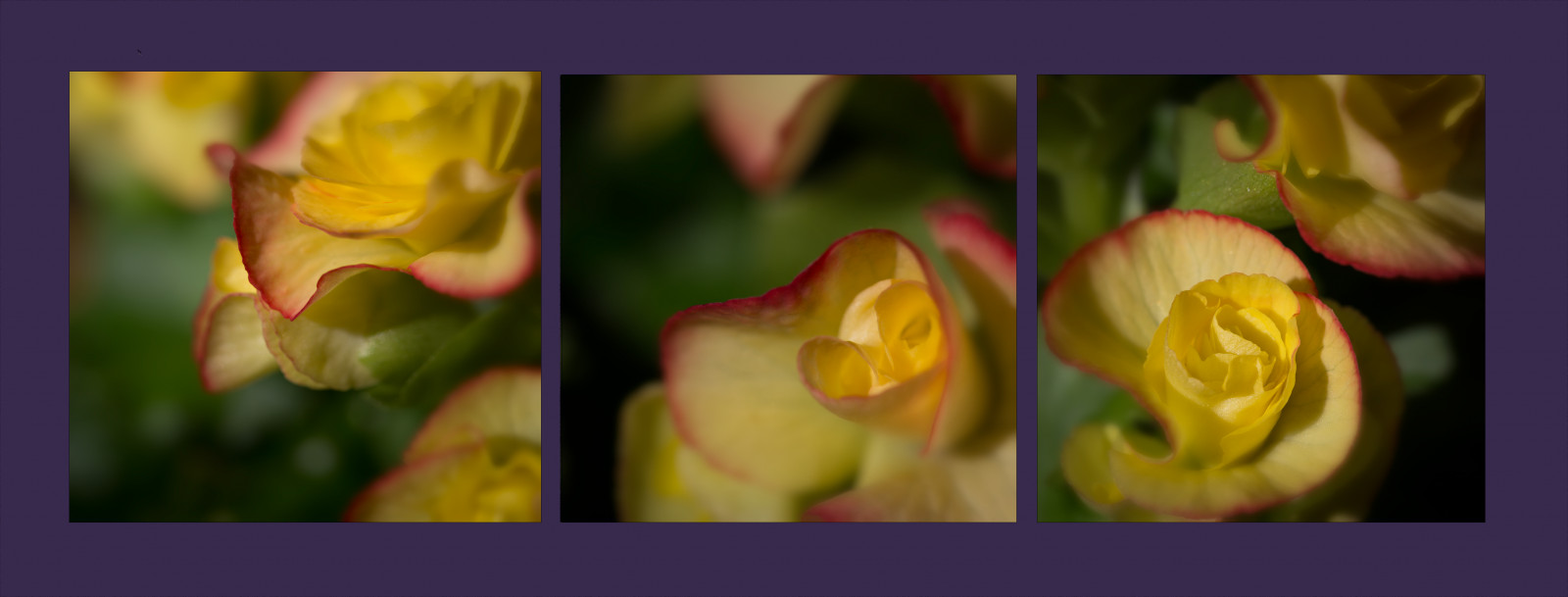 gloriasalvanteglophotography, begónie, květ, flor, flóra, květ, květiny, zelená, domácí rostlina, makro, rostlina, nachový, Červené, Studio, tři, trio, triptych, Tuberousbegonia, žlutý