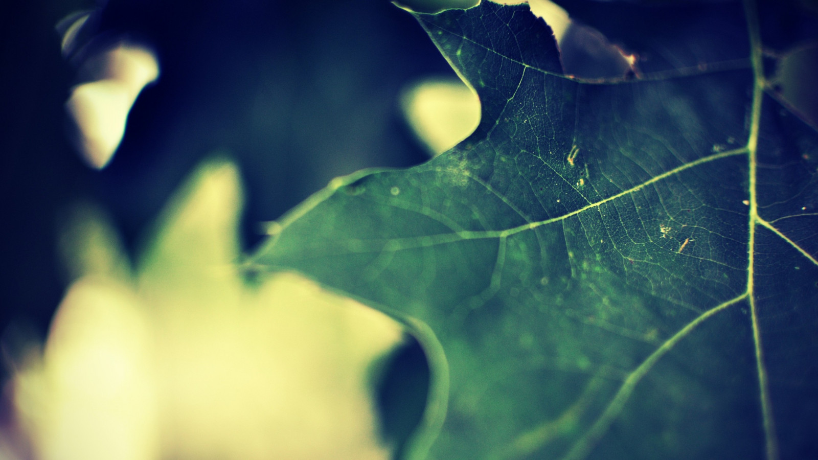 sollys, blade, vand, natur, afspejling, græs, planter, fotografering, makro, afdeling, grøn, blå, lys, farve, træ, efterår, blad, blomst, plante, mørke, kronblad, tæt på, makrofotografering, stængelplante