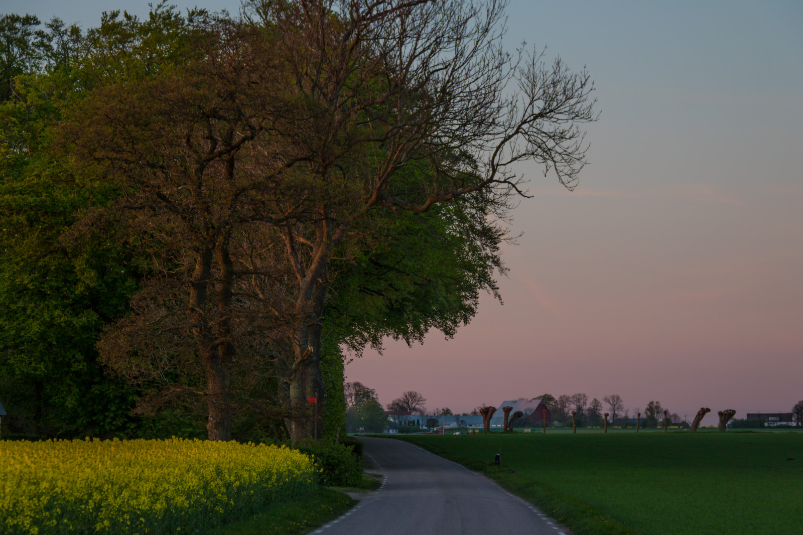 paesaggio, tramonto, collina, natura, erba, cielo, campo, strada, verde, mattina, orizzonte, colza, albero, autunno, foglia, fiore, pianta, solnedg ng, tr d, campagna, landsbygd, v g, rap, f lt, s dersl TT, Landskap, modello canoneos760d exif, geocountry, Marca fotocamera Canon, Geocity, modello di fotocamera canoneos760d, geostate, geolocalizzazione, Lente exif efs18200mmf3556is, exif fare canon, exif ISOSPEED 160, apertura exif 50, exif focalLength 80 millimetri, canola, rapefield, prato, pianura, area rurale, fenomeno atmosferico, pianta legnosa