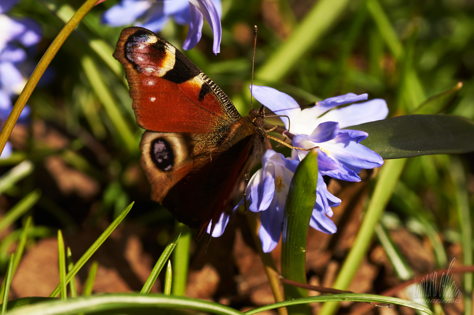 zahrada, Příroda, rostliny, páv, detailní, makro, motýl, hmyz, Fotoaparát, květy, Volně žijících živočichů, Sony, květ, jaro, mol, 90, UMĚNÍ, Tamron, zvíře, květ, rostlina, květ, hmyz, flóra, makro, natur, insekt, kamera, alfa, foto, schmetterling, vogel, fauna, kunst, řada, Pflanzen, sLR, blume, Dieter, slt, obscura, Wulf, Vogl, wulfdietervogl, wulfdieter, cameraobscuramonaciensis, monaciensis, bunt, PhotoArt, bl te, blumen, garten, pflanze, nahaufnahme, sonyalpha, Zvířata, makro fotografie, bezobratlý, organismus, sonyalpha77, nektar, insekten, opylovači, můry a motýli, monacensis, myart, meinekunst, fotokunst, meinefotokunst, myphotoart, spiegelreflex, reflexcamera, verarbeitet, bearbeitet, sonyalphailca77ii, 77m2, Ilca, nat rlich, tamronmakro, tamronspaf90mmf28makro11, smallanimal, lycaenid, štětec footed motýl, Pfauenauge, Peacockburrerfly, Pfau