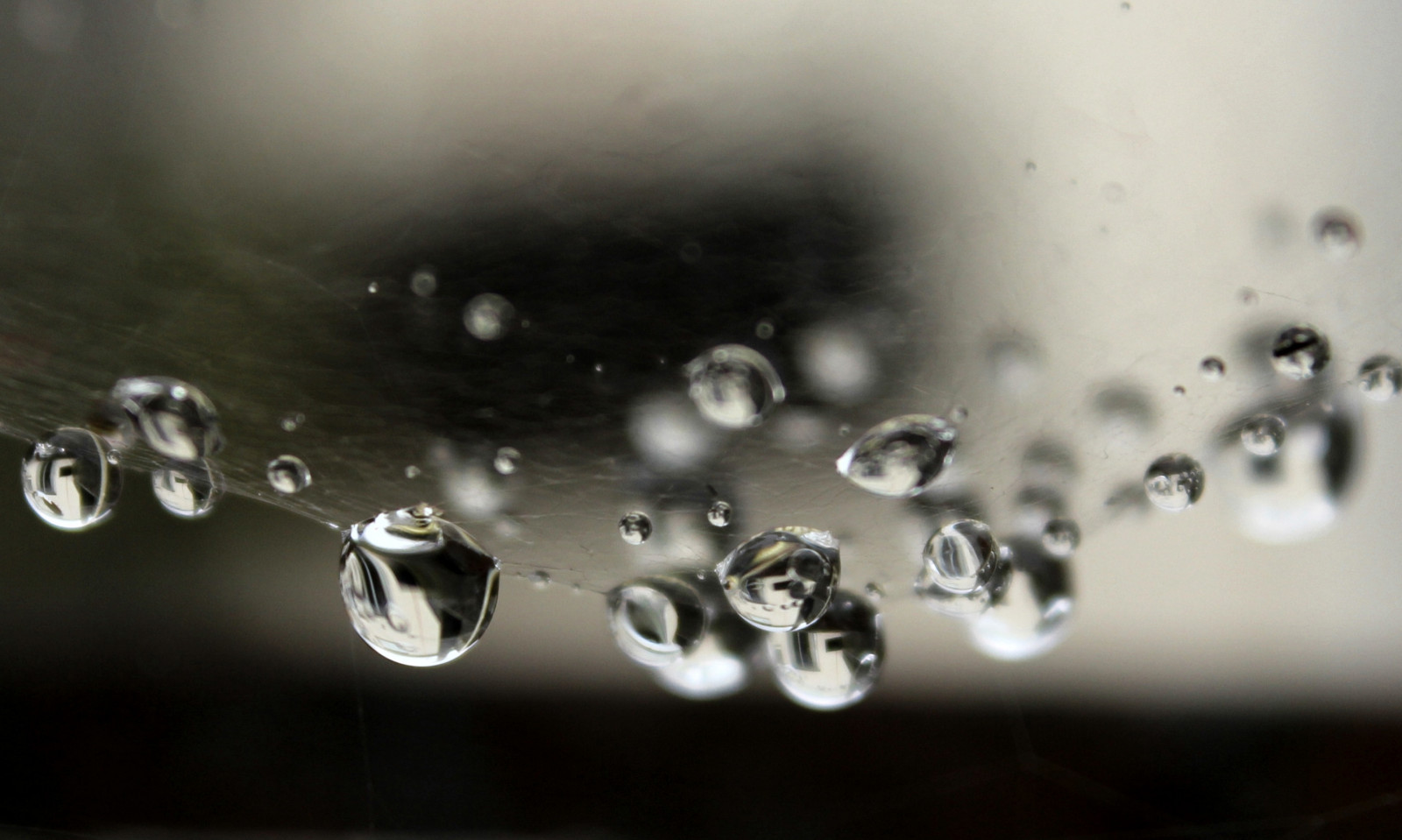 makro, odraz, Příroda, voda, déšť, temný, kapičky, web, pavučina, Lom světla, kapky deště, kapky vody, pavoučí síť, eos600d