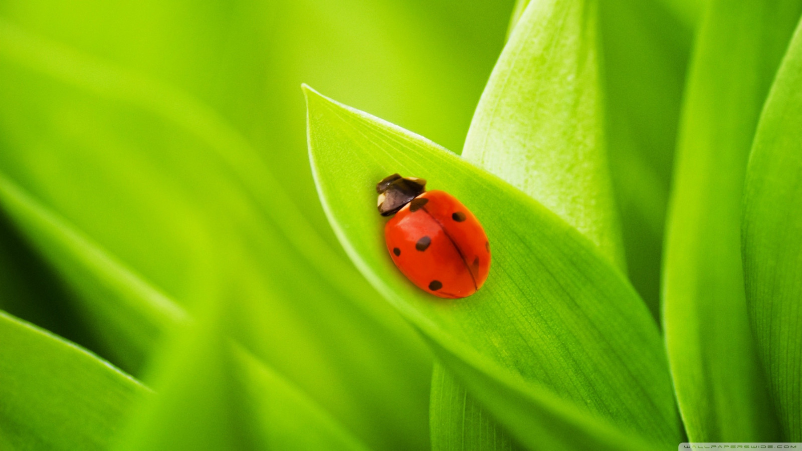 Wallpaper nature, grass, insect, green, yellow, ladybugs, Beetle