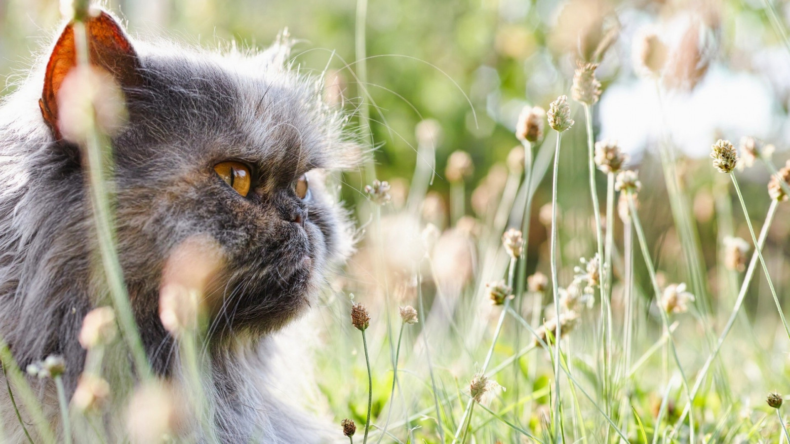 slunečnímu záření, kočka, zvěř, hloubka pole, Příroda, tráva, rostliny, makro, Volně žijících živočichů, kníry, podzim, květ, oko, kotě, louka, fauna, savec, 1920x1080 px, obratlovců, zblízka, kočka jako savci, makro fotografie, tráva rodina, malé až středně velké kočky