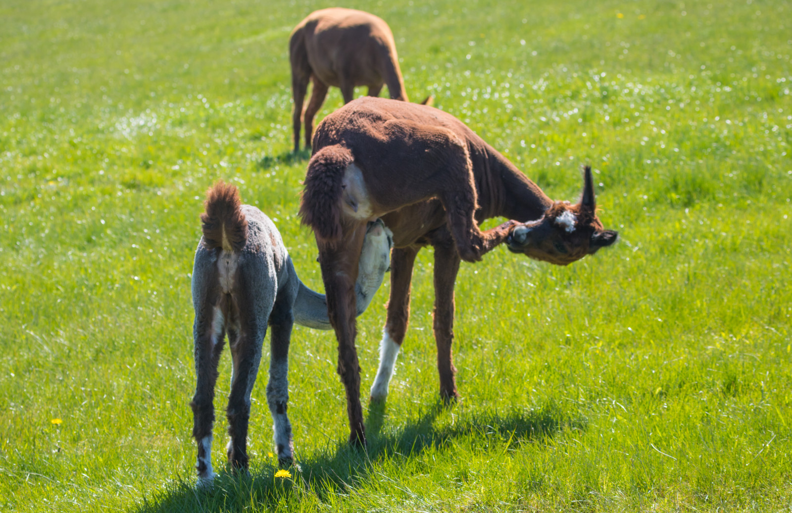 kůň, tráva, Pes, Volně žijících živočichů, zoologická zahrada, chrt, zvíře, lučina, alpaka, alpacka, DJUR, pastvina, Djurpark, sk RBY, ystaddjurpark, vicugnapacos, hříbě, louka, fauna, savec, trávník, prérie, zvířecí sporty, kůň jako savci, pes jako savec, psí sporty, pastvisko