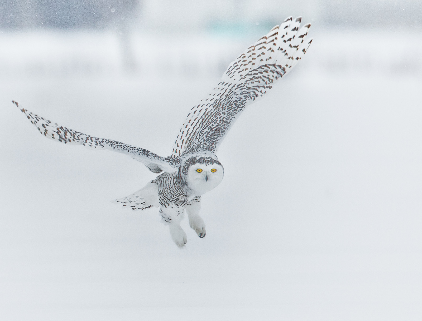 Kanada, dravý pták, sova, orel, zobák, Ontario, Sokol, Ottawa, pták, křídlo, sněžná Sova, velký šedý sova, Buboscandiacus, Bubo, Strigidae, Nigelje, Trueowls, Typické