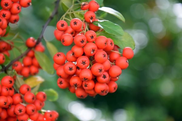 food,fruit,flower,red,branch,rowan