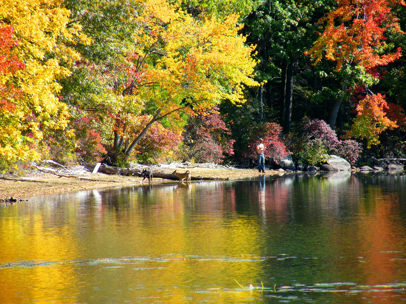 ต้นไม้, แนวนอน, ตก, สวน, ทะเลสาบ, น้ำ, ธรรมชาติ, สีแดง, การสะท้อน, จอด, สาขา, สีเขียว, สีเหลือง, ฤดูกาล, กระจกเงา, แม่น้ำ, บ่อน้ำ, กระแส, ฤดูใบไม้ผลิ, คลอง, ธนาคาร, ตกปลา, ต้นไม้, ฤดูใบไม้ร่วง, ใบไม้, สี, ปลูก, ชาย, การสะท้อน, สุนัข, สายน้ำ, ลำห้วย, อ่างเก็บน้ำ, กลุ่ม 100 กลุ่ม, reflexions, nj, ก, ทางน้ำ, ไม้ยืนต้น, เนื้อน้ำ, ผลัดใบ, คุณลักษณะน้ำ, ต้นเมเปิ้ล, รัฐปาร์ค, top20 ชื่อย่อ, skylanks