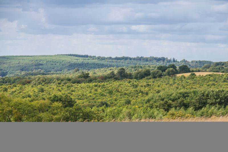 krajobraz,las,wzgórze,niebo,panorama,pustynia