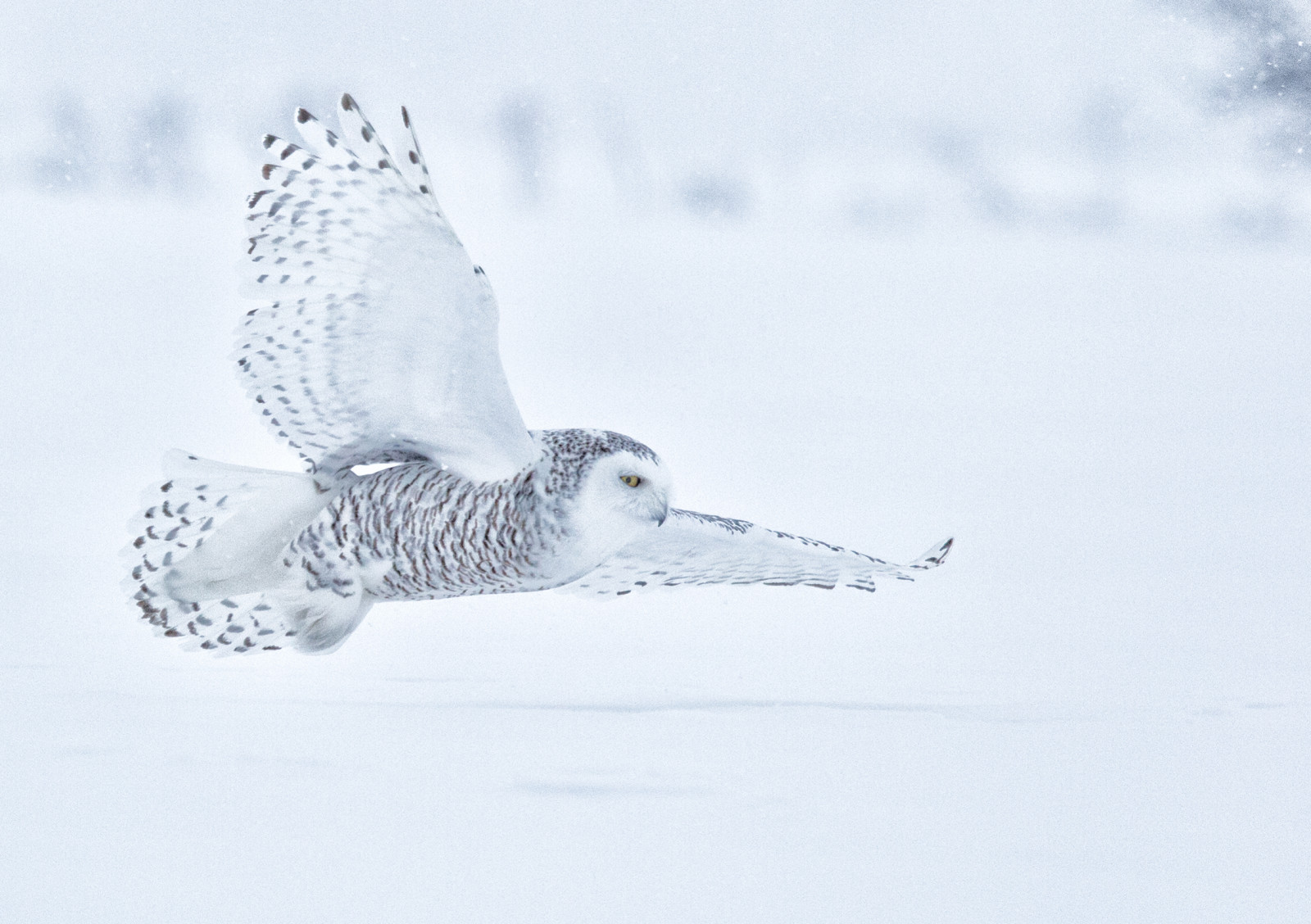น้ำ, ท้องฟ้า, สัตว์ป่า, แคนาดา, นกล่าเหยื่อ, นกฮูก, ปาก, การแช่แข็ง, Ontario, ออตตาวา, สัตว์, นก, นกเค้าแมวหิมะ, buboscandiacus, bubo, strigidae, Nigelje, typicalowl, trueowl