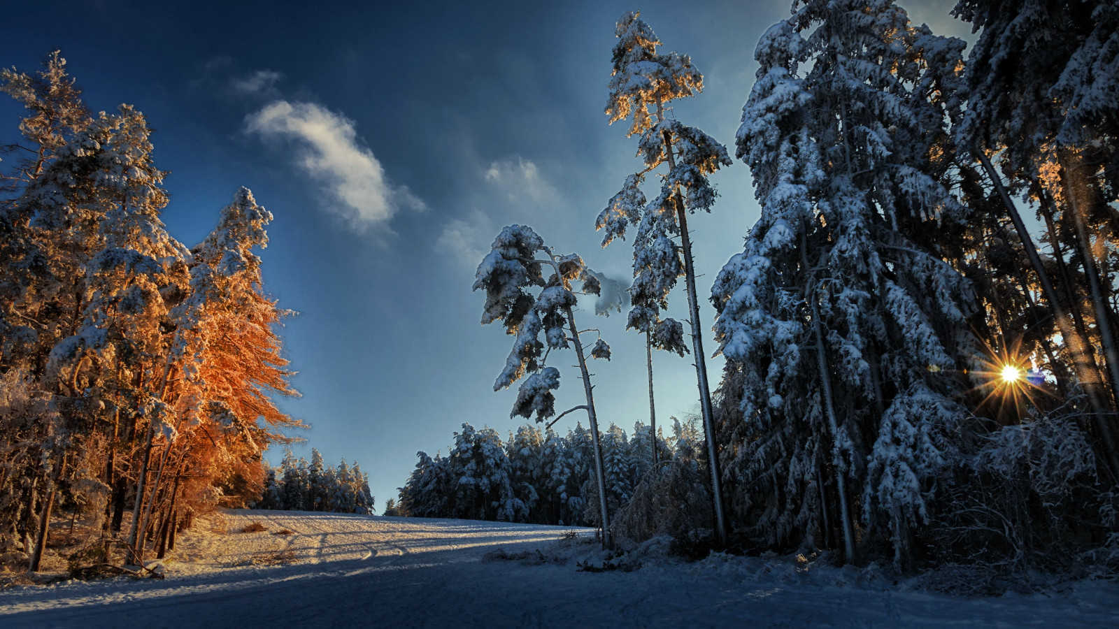 Sky, himmel, atmosfære, anlegg, Natural landscape, gren, tre, lerk, snø, sollys, vegetasjon, kvist, tre, veidekke, frysing, atmosfærisk fenomen, Evergreen, lauv, stamme, landskap, gress, asfalt, skog, vei, spruce fir forest, cumulus, horisont, høyde, frost, fjellkjede, vinter, skog, temperert lauvskog, lund, nåletre, kveld, meteorologisk fenomen, villmark, tropical and subtropical coniferous forests, Northern hardwood forest, speilbilde, plantestammen, temperert barskog, furu, furu familie, gran, sti, høst, gate, natt, kjørefelt, felt, dyreliv, Alpene