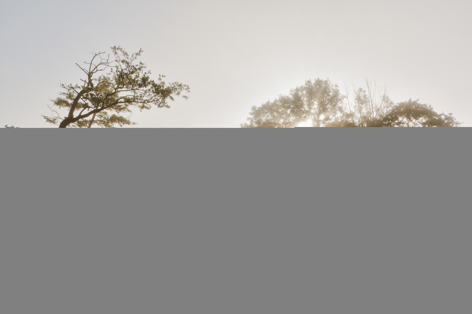 slunečnímu záření, tráva, nebe, větev, ráno, mlha, slunce, horizont, Andromeda, Nizozemí, Groningen, Pórek, strom, mlha, svítání, rostlina, mygearandme, sluneční paprsky, mygearandmepremium, mygearandmebronze, mygearandmesilver, mygearandmegold, vigilantphotographersunite, mygearandmeplatinum, mygearandmediamond, vpu2, vpu3, vpu4, vpu5, vpu6, vpu7, vpu8, vpu10, betterthangood, atmosférický jev, westerkwartier, reintjedevos, beautifulgroningen, flickrbronzesilvergoldaward, visionaryartgallerylv3, buildyourrainbowlv8, ekosystém, tráva rodina, vpu1, ochtend, yourarthastouchedtheworld, ochtendgloren, fotografienederland, polderleek, photographyforrecreationlevel7, goldstarawardlv1, goldstarawardlv2, goldstarawardlv4, photographyforrecreationlv1tm6, goldstarawardlv3, buildyourrainbowlv2, betterthangoodlv2, betterthangoodlv3, betterthangoodlv5, betterthangoodlv4, buildyourrainbowlv3, buildyourrainbowlv4, buildyourrainbowlv5, visionaryartgallerylv1, visionaryartgallerylv2, fotovideonu, mygearandmediamond10, groningenstadenommeland, groningerwesterkwartier, niceasitgetslv1, niceasitgetslv2, niceasitgetslv4, niceasitgetslv5, niceasitgetslv7, rememberthatmomentlv4, zomerinnederlandenvlaanderen, rememberthatmomentlv6, rememberthatmomentlv8, rememberthatmomentlv1, rememberthatmomentlv3, rememberthatmomentlv5, rememberthatmomentlv2, rememberthatmomentlv7, rememberthatmomentlv9, rememberthatmomentlv10, mgearnov71