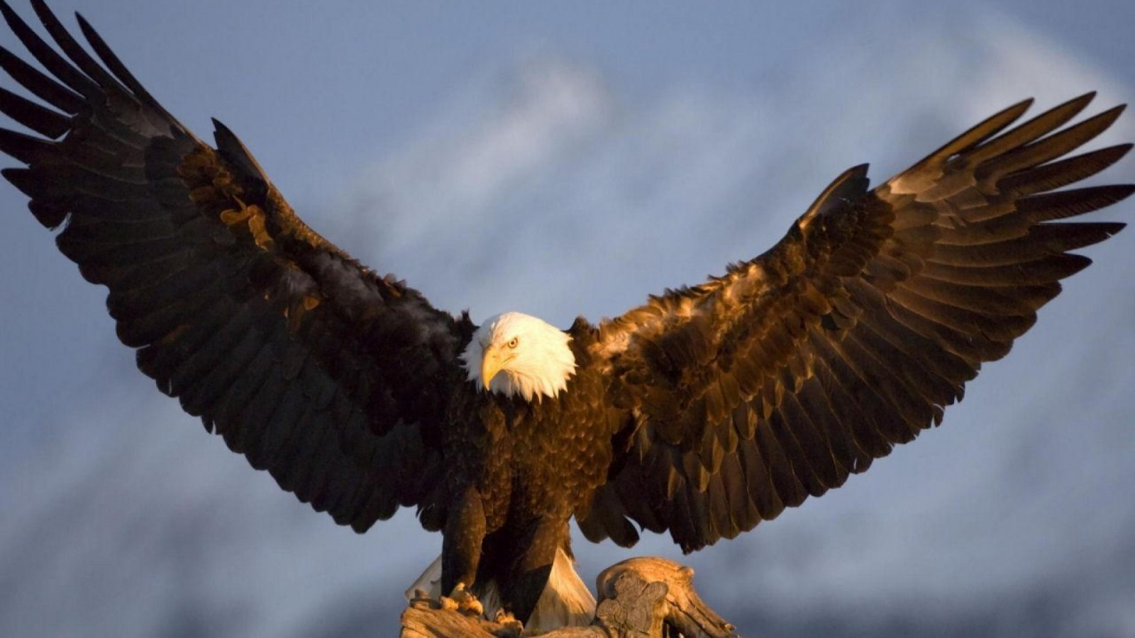 Wallpaper 1920x1080 px, animal, beautiful, bird, birds, exotic, wild