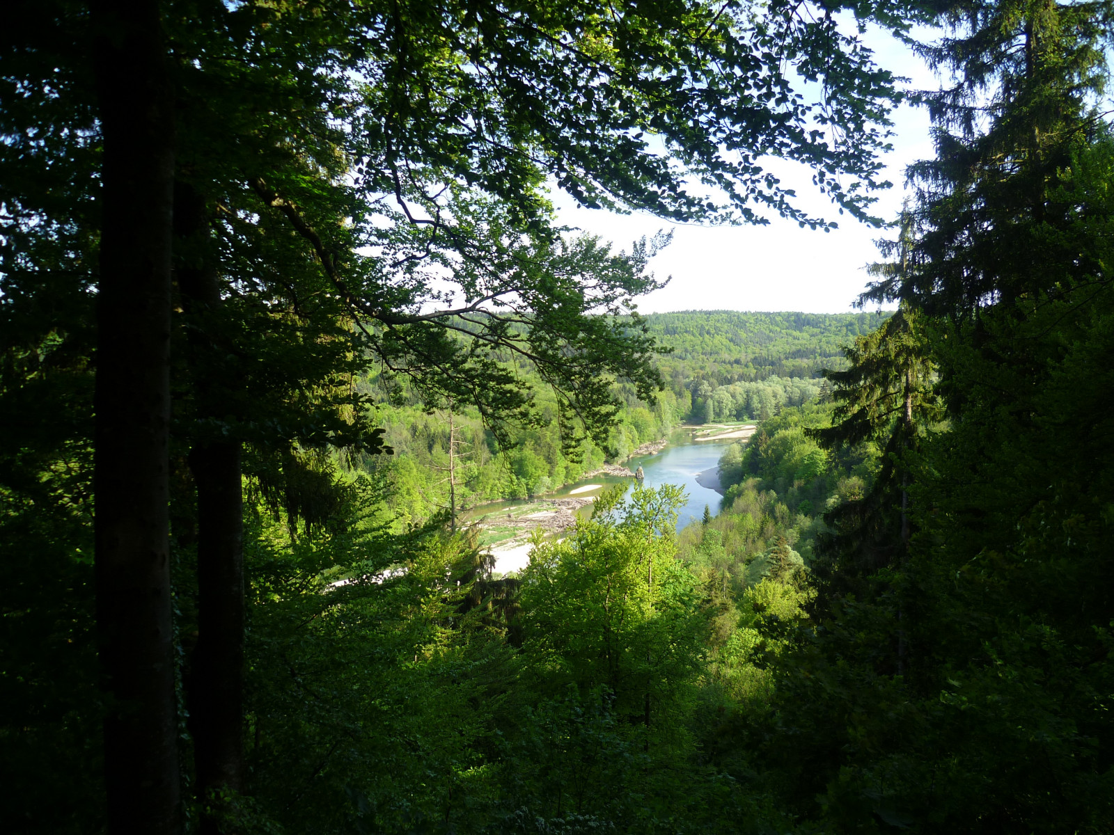 Landschaft, rote Blumen, hellgrün, Wald, Sommer-