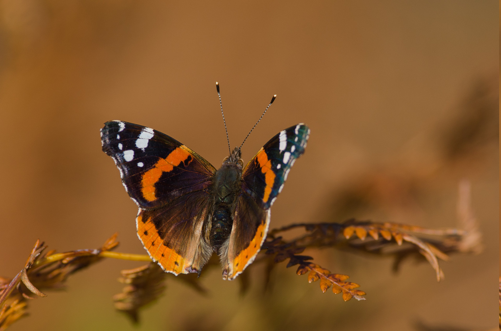 animale, natură, fotografie, macro, fluture, insectă, animale sălbatice, lepidoptere, frunze, floare, floră, aripă, faună, a închide, macro fotografie, nevertebrat, artropod, nectar, polenizator, molii și fluturi, 3838x2542 px