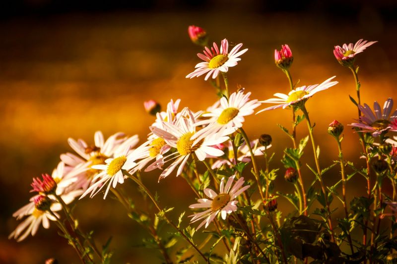 luz de sol, Flores, naturaleza, césped, Plantas, rama luz de sol, Flores, naturaleza, césped, Plantas, rama
