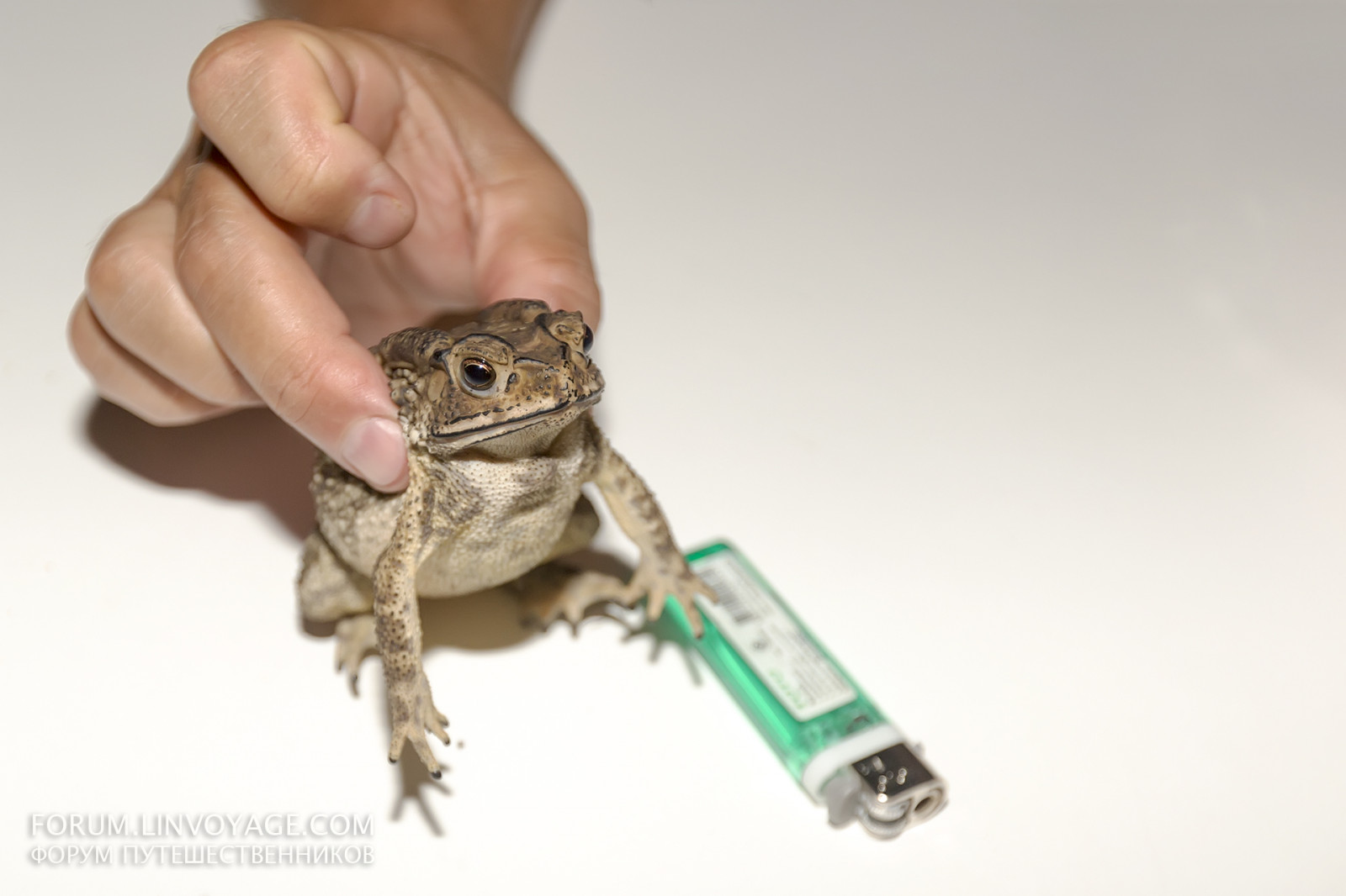 stůl, Ryba, žába, obojživelník, gril, Pepř, lehčí, Thajsko, Okurka, cibule, oběd, petržel, lilek, zvíře, ruka, večeře, jídlo, smažený, plaz, krabi, Samui, phuket, bBQ, rajče, omáčka, horký, battaya, obratlovců