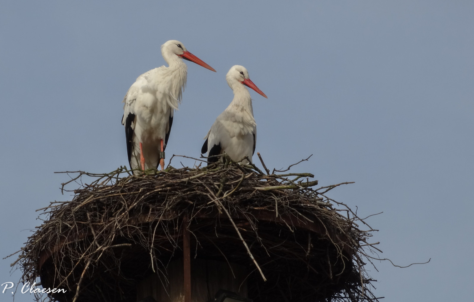 นก, นกกระสา, นกกระสาขาว, ciconiiformes, ปาก, ท้องฟ้า, รัง, รังนก, stock photography