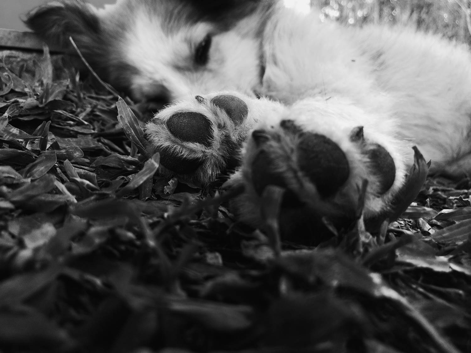 Wallpaper 1500x1125 px, dog, grey, monochrome, paws 1500x1125