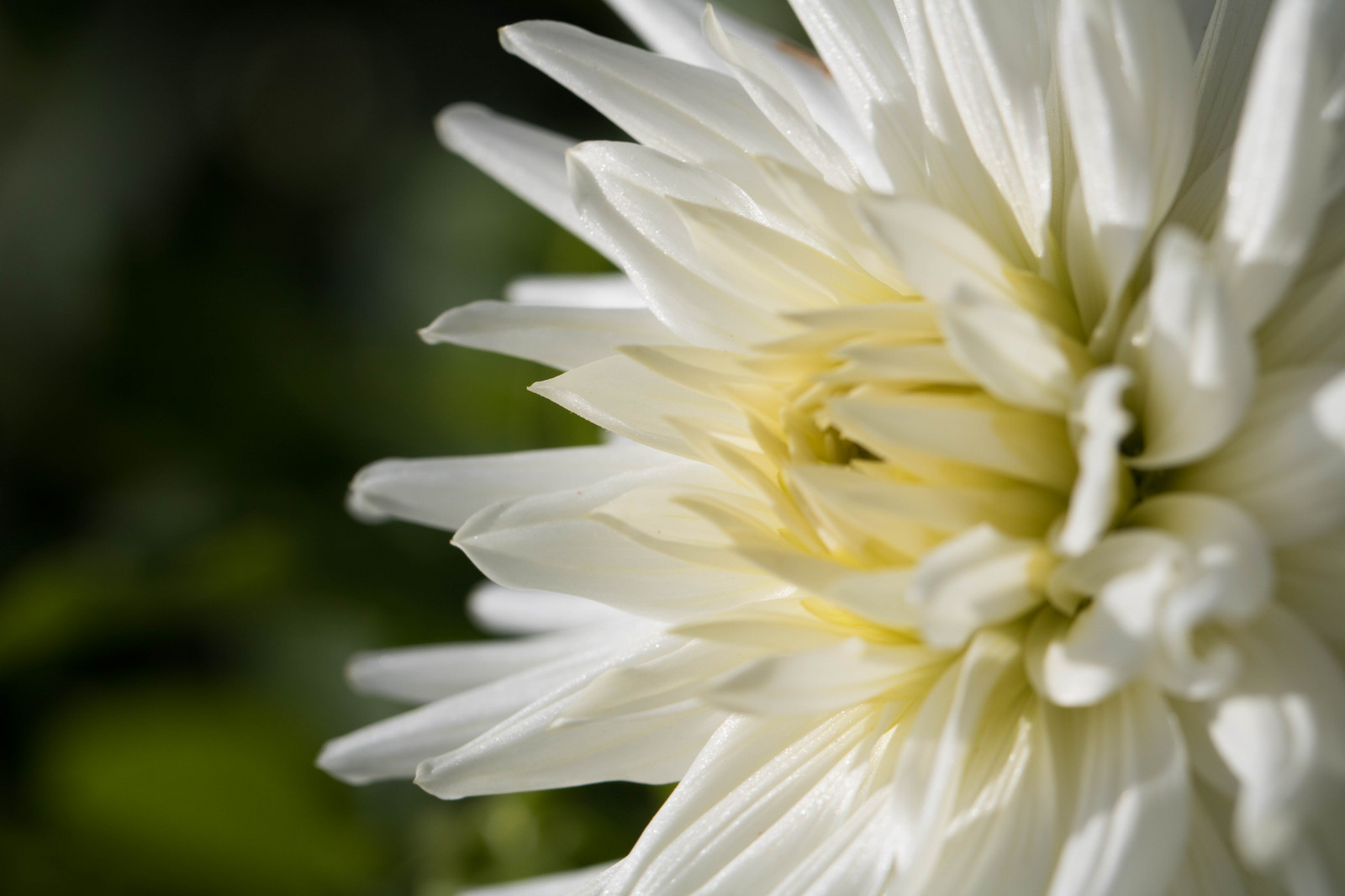 Wallpaper : taman, mekar, bunga aster, menanam, dahlia, Flora, blomma ...