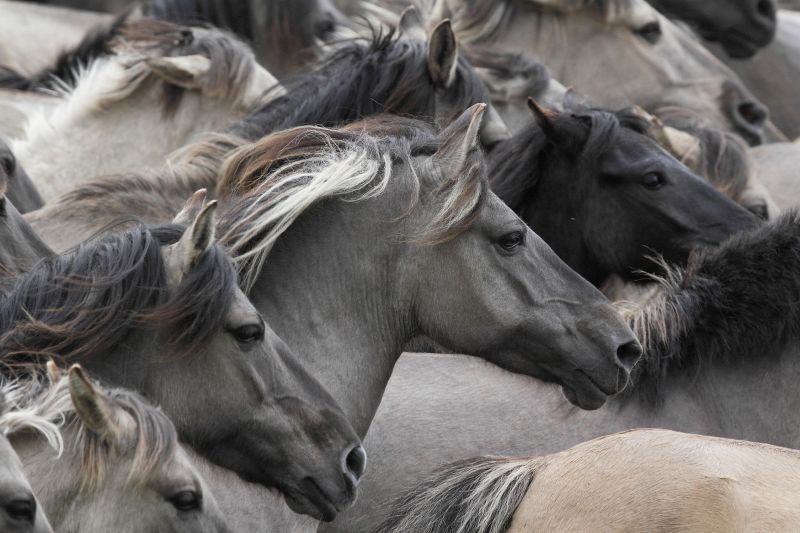 zvěř, kůň, kobyla, fauna, savec, obratlovců zvěř, kůň, kobyla, fauna, savec, obratlovců