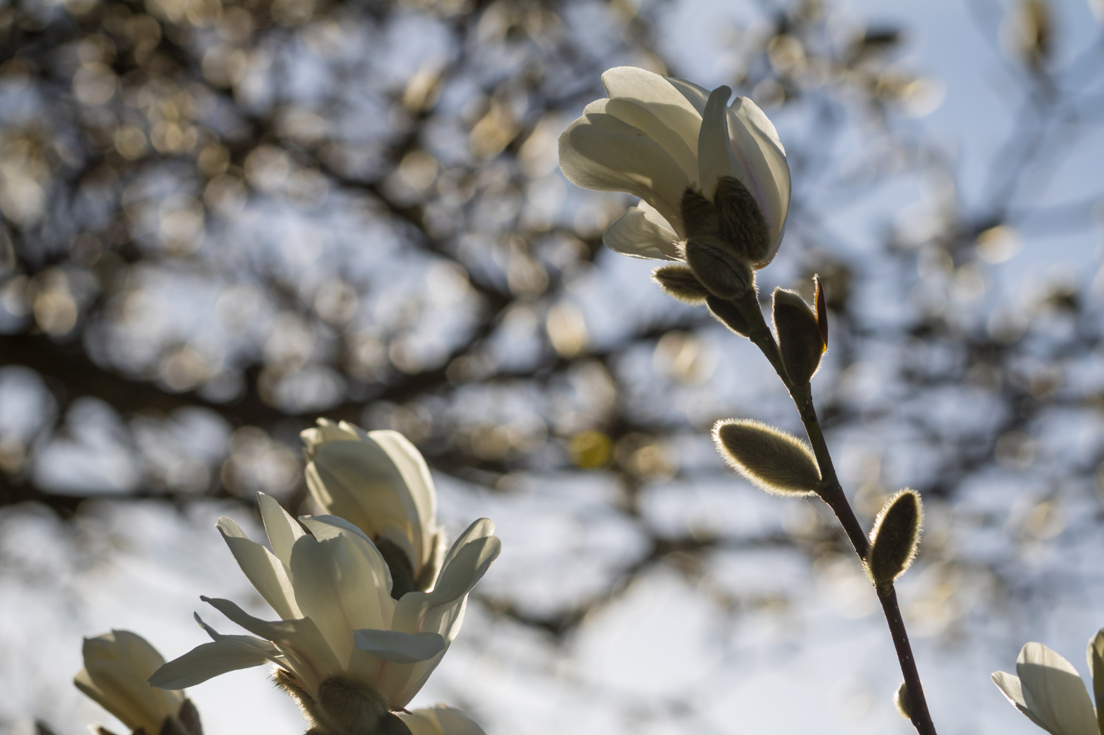 แสงแดด, ธรรมชาติ, หิมะ, ฤดูหนาว, สาขา, น้ำค้างแข็ง, เบ่งบาน, ฤดูใบไม้ผลิ, แมกโนเลีย, ใบไม้, ดอกไม้, ปลูก, ฤดู, พืช, ตา, Blomma, v r, ฤดูใบไม้ผลิ, Alnarp, กลีบดอก, อ่อนนุช, ดอกไม้ป่า, พฤกษศาสตร์, โรงงานที่ดิน, พืชดอก, ใกล้ชิด, การถ่ายภาพมาโคร, ต้นกำเนิด
