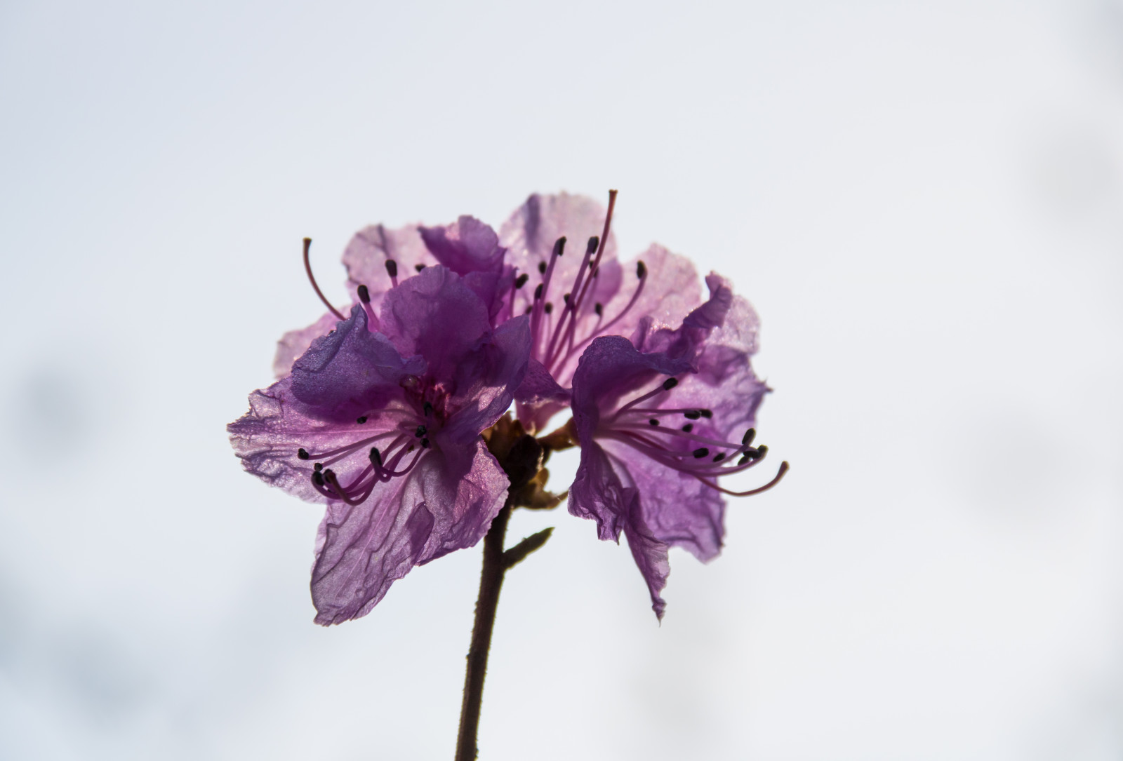 fotografia, viola, ramo, fiorire, rosa, primavera, Rododendro, foglia, fiore, pianta, stagione, occhio, flora, v r, primavera, Alnarp, petalo, blom, rosa, Fiore di campo, impianto di terra, pianta fiorita, avvicinamento, arbusto, fotografia macro