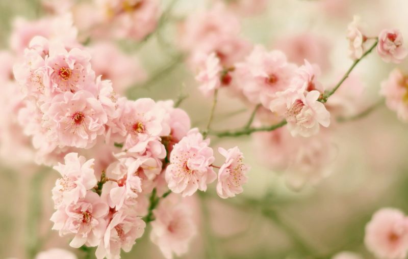 2048x1304 px, flowers