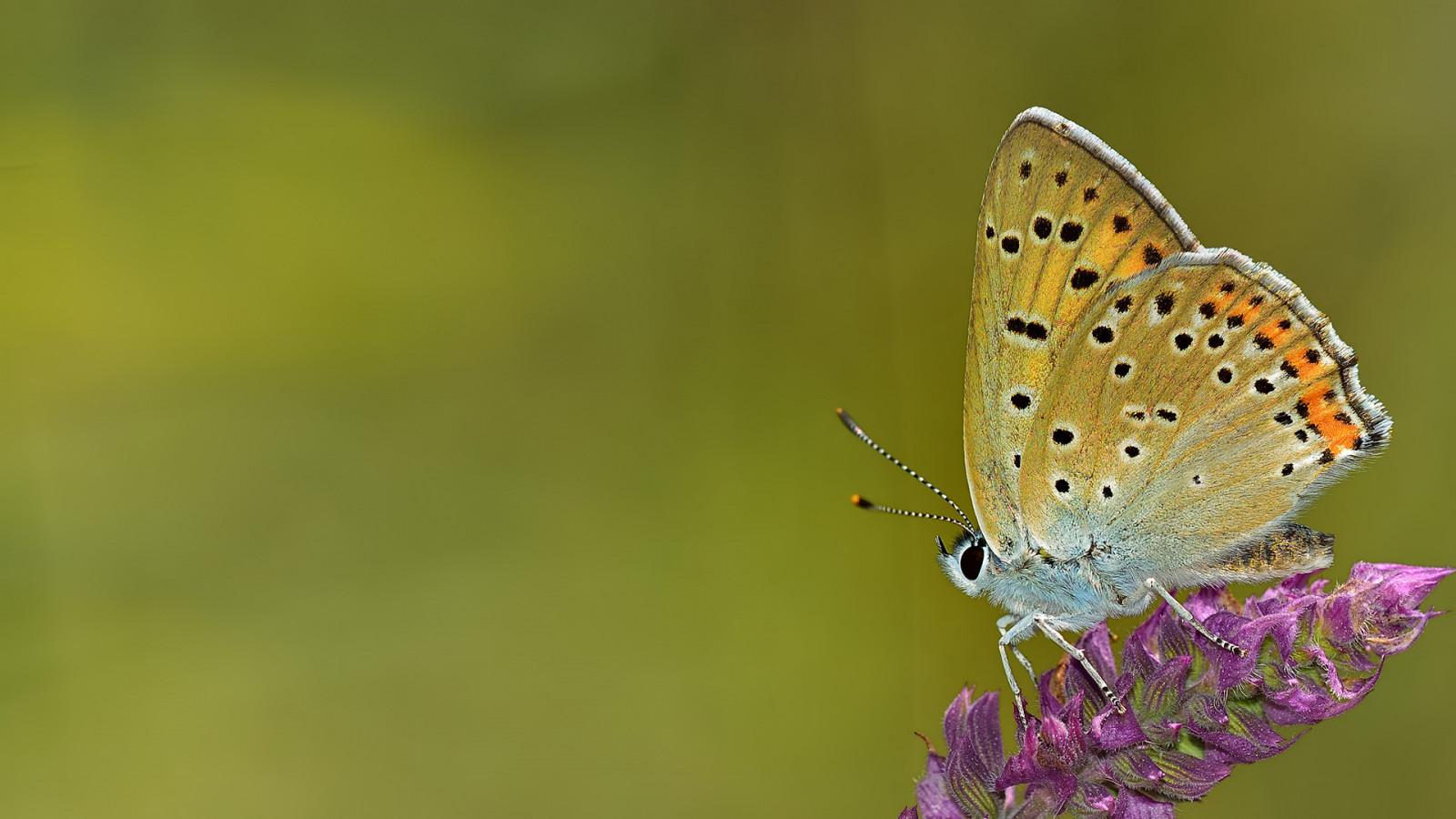 krajina, Příroda, minimalismus, pole, makro, motýl, hmyz, vzor, Volně žijících živočichů, textura, Nikon, květ, lepidoptera, klidný, zvíře, květ, rostlina, venkovní, hmyz, motýli, fj rilar, os, sigma, ngc, 150, buzznbugz, zblízka, makro fotografie, bezobratlý, členovců, organismus, nektar, opylovači, můry a motýli, lycaenid, nikondigital, Lycaenidae, štětec footed motýl, Kelebek, Schmetterlinge, fi rildi, dagfj rilar, conb m, p iv perhonen, perhonen, b bochka, Mariposas, sommerfugler