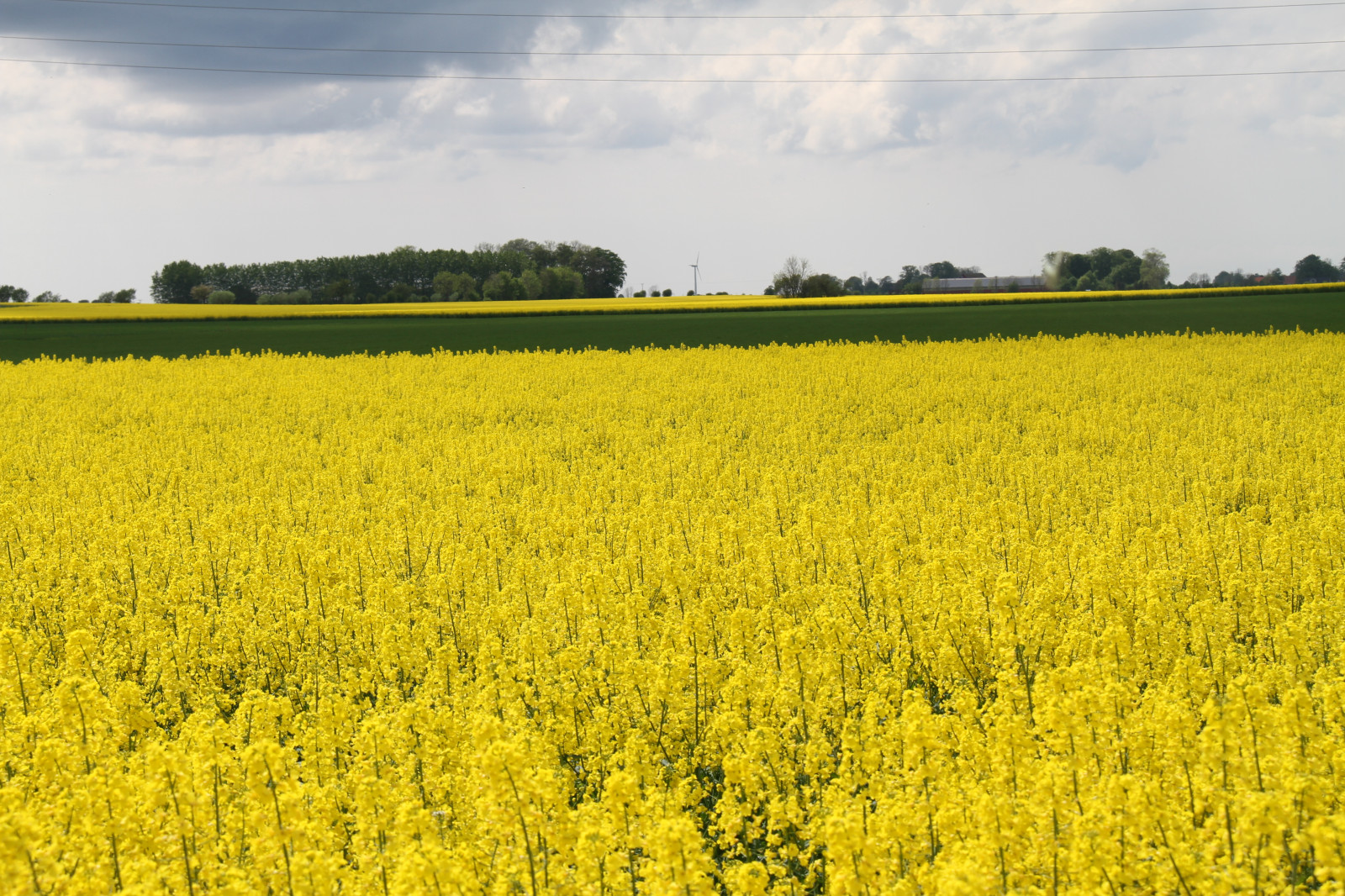 krajina, jídlo, pole, žlutý, řepkového, květ, lučina, rostlina, venkov, znásilnění, nárazy, řepka, zemědělství, louka, prostý, prérie, oříznutí, venkov, vyrobit, suchozemská rostlina, kvetoucí rostlina, tráva rodina, zeleninový, brassica, hořčice závod, brassica rapa, hořčice a zelí rodina
